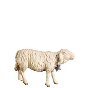 A-Schaf vorwärts schauend