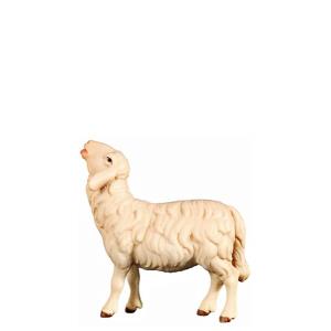 O-Schaf aufschauend