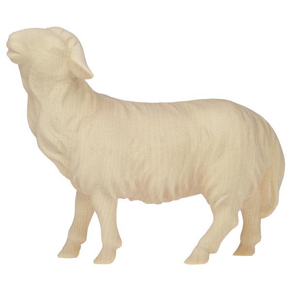 KO Schaf geradeaus schauend Kopf braun - natur