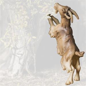 A-Ziege aufgerichtet