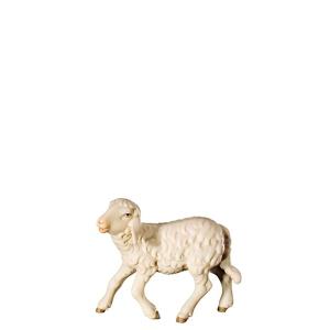 O-Schaf halbwüchsig