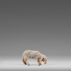 Schaf äsend mit Wolle grau