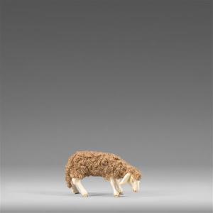 Schaf äsend mit Wolle braun