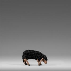 Schaf äsend mit Wolle schwarz