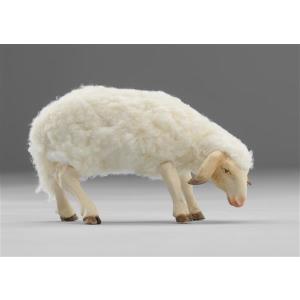 Schaf mit Wolle äsend