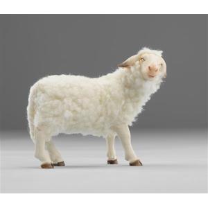 Schaf zurückschauend mit Wolle