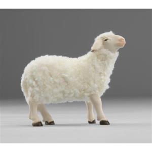 Schaf stehend mit Wolle