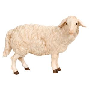 Schaf stehend rechtsschauend