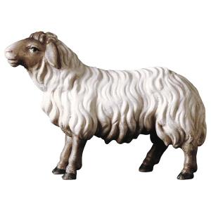 UL Schaf geradeaus schauend Kopf braun