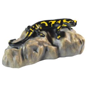 Salamander auf Stein