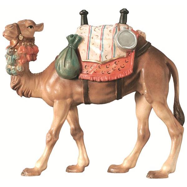 Kamel - Lasiert