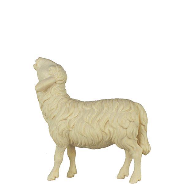 A-Schaf aufschauend - natur