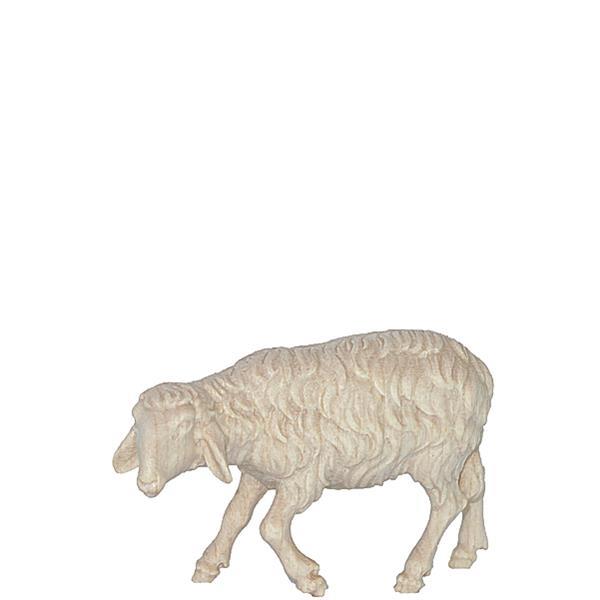 O-Schaf gehend - natur