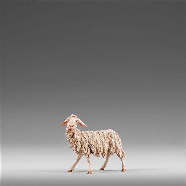 Schaf schauend - Lasiert