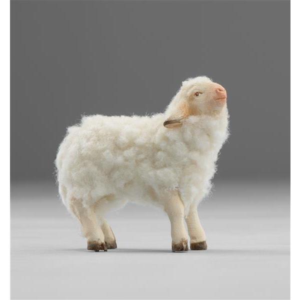 Lamm mit Wolle - Lasiert