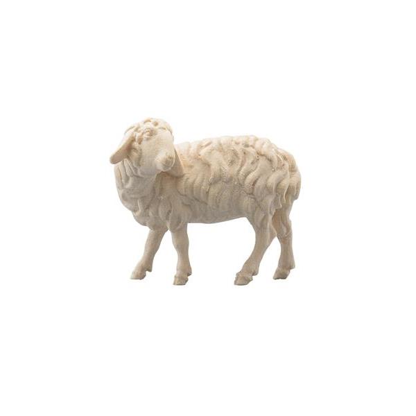IN Schaf zurückschauend - natur