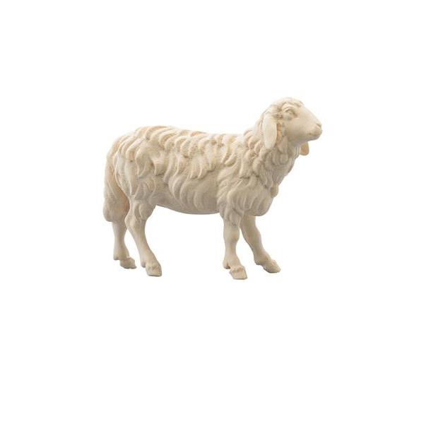 IN Schaf vorwärtsschauend - natur