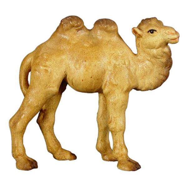 Junges Kamel - Lasiert