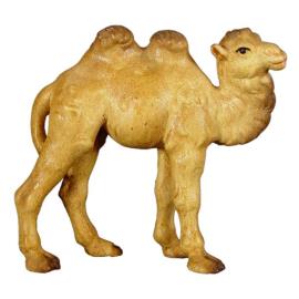 Junges Kamel