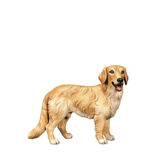 Hund Golden Redriver - Lasiert