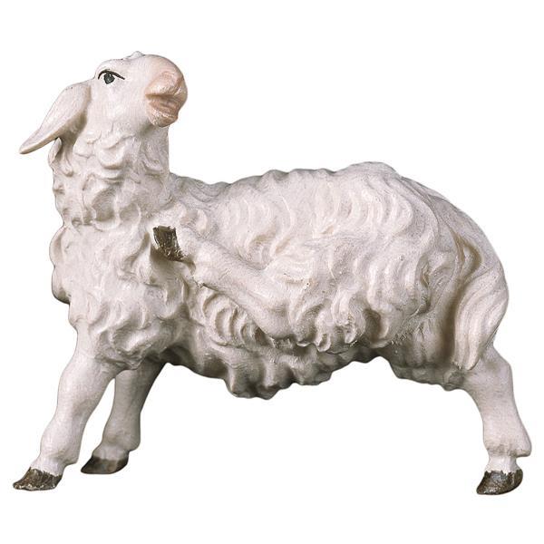 UL Schaf kratzend - Lasiert